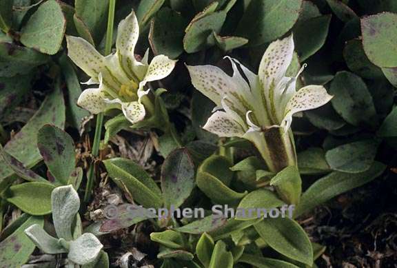 gentiana newberryi var tiogana 1 graphic